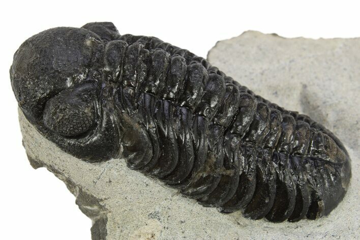 Detailed Austerops Trilobite - Nice Eye Facets #311071